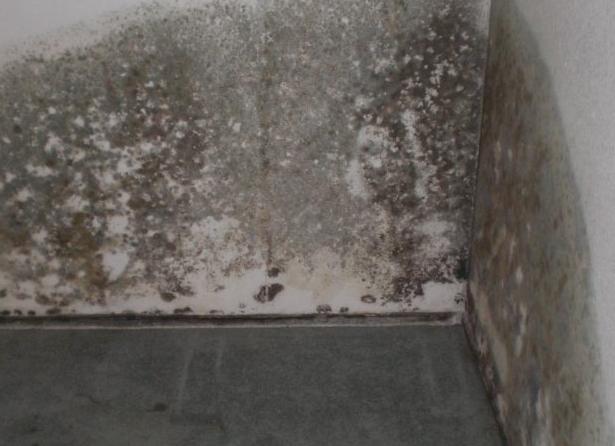 Удаление плесени со стен народными средствами