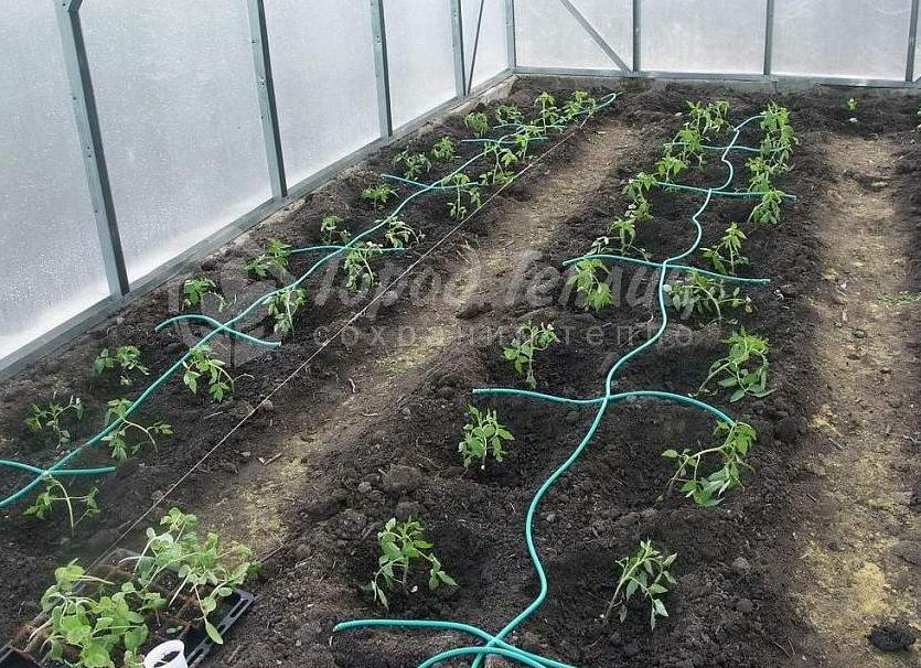 Как сделать капельное орошение в теплице своими руками